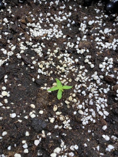 WurlzF1 / Wedding Glue / Gushers. Week 3 - 23.05.26
1/3 WZ