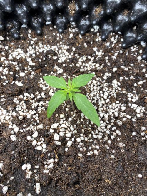 WurlzF1 / Wedding Glue / Gushers. Week 3 - 23.05.26
2/3 WG