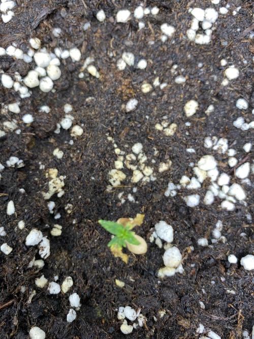 WurlzF1 / Wedding Glue / Gushers. Week 3 - 23.06.25
3/3 GS
