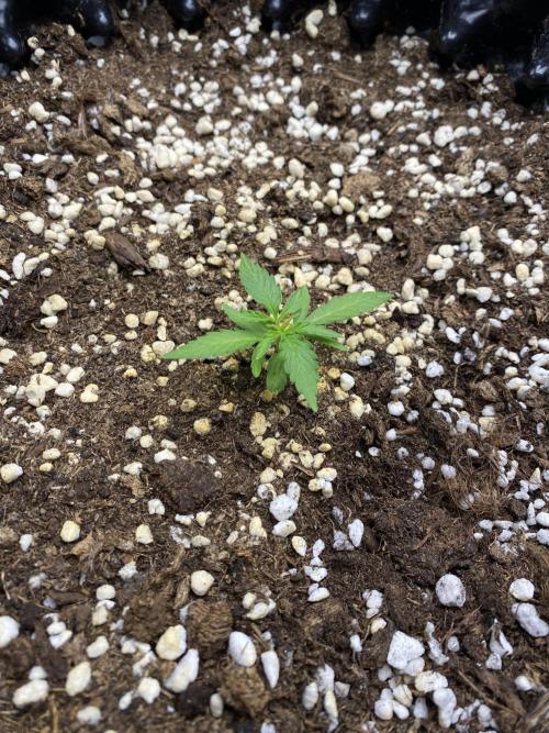 WurlzF1 / Wedding Glue / Gushers. Week 4 - 29.05.26
1/3 WZ
