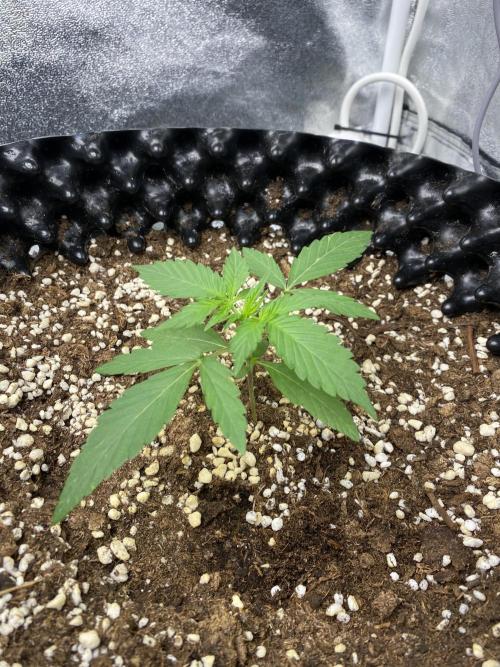 WurlzF1 / Wedding Glue / Gushers. Week 4 - 29.05.26
2/3 WG