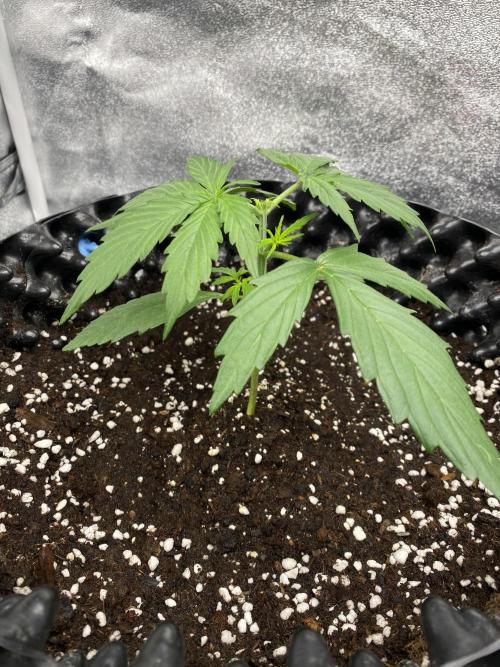 WurlzF1 / Wedding Glue / Gushers. Week 4 - 29.05.26
New 3/3 WG2