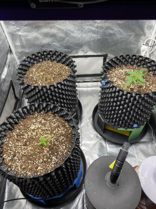 WurlzF1 / Wedding Glue / Gushers. Week 5 - 29.05.26