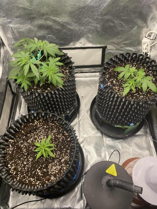 WurlzF1 / Wedding Glue / Gushers. Week 5 - 06.06.26

