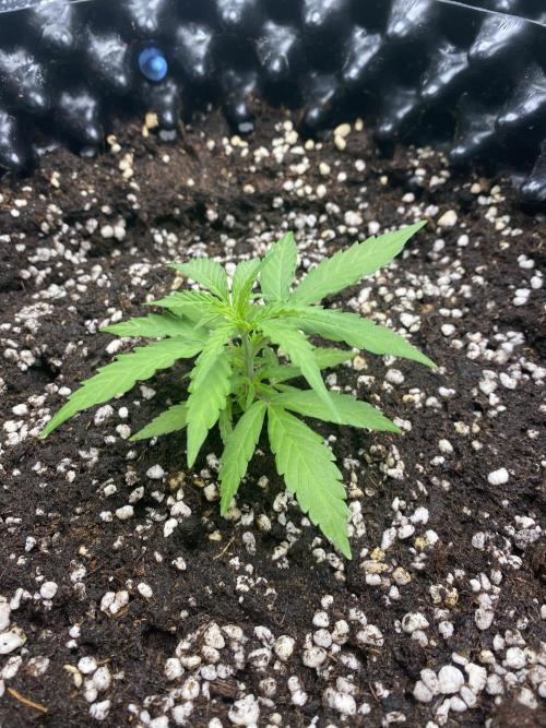 WurlzF1 / Wedding Glue / Gushers. Week 5 - 06.06.26
1/3 WZ