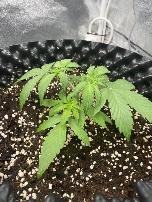 WurlzF1 / Wedding Glue / Gushers. Week 5 - 06.06.26
2/3 WG1