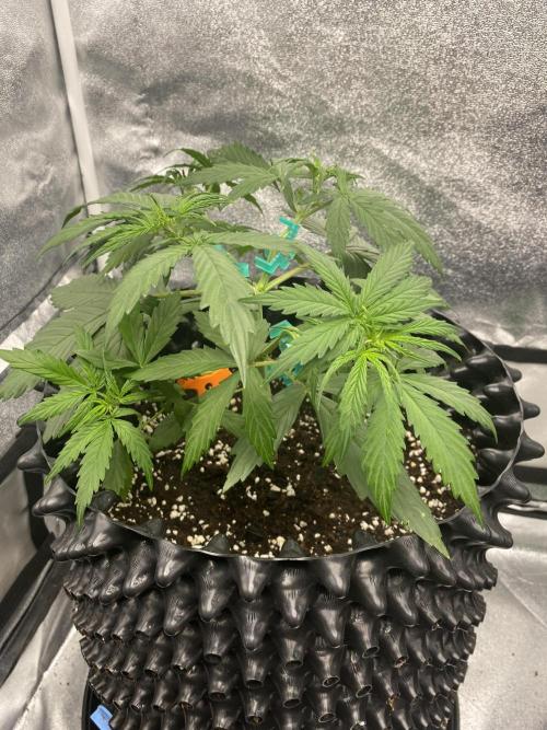 WurlzF1 / Wedding Glue / Gushers. Week 5 - 06.06.26
3/3 WG2