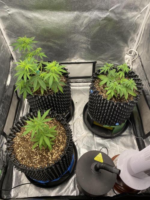 WurlzF1 / Wedding Glue / Gushers. Week 6 - 14.06.26