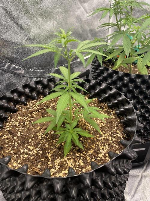 WurlzF1 / Wedding Glue / Gushers. Week 6 - 14.06.26
1/3 WZ