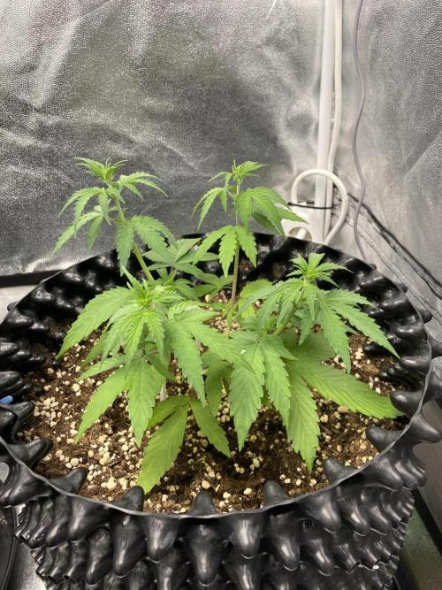 WurlzF1 / Wedding Glue / Gushers. Week 6 - 14.06.26
2/3 WG1