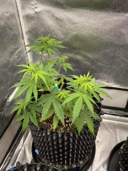WurlzF1 / Wedding Glue / Gushers. Week 6 - 14.06.26
3/3 WG2