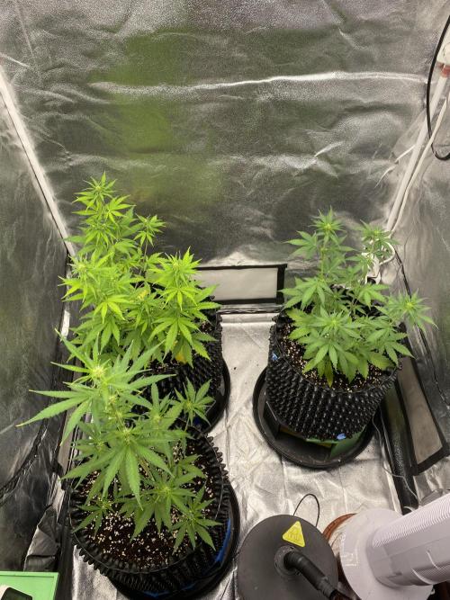 WurlzF1 / Wedding Glue / Gushers. Week 7 - 21.06.26