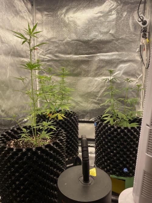 WurlzF1 / Wedding Glue / Gushers. Week 7 - 21.06.26
