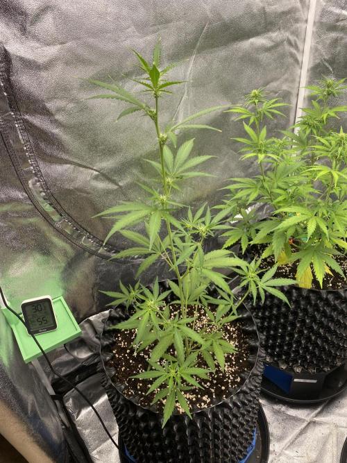 WurlzF1 / Wedding Glue / Gushers. Week 7 - 21.06.26
1/3 WZ