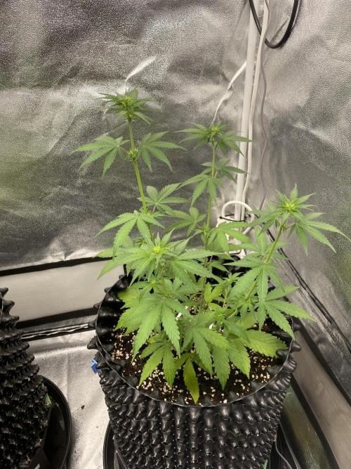 WurlzF1 / Wedding Glue / Gushers. Week 7 - 21.06.26
2/3 WG1