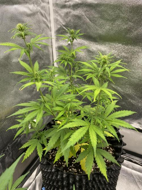 WurlzF1 / Wedding Glue / Gushers. Week 7 - 21.06.26
3/3 WG2