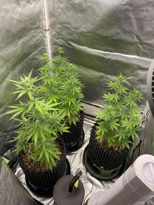 WurlzF1 / Wedding Glue / Gushers. Week 8 - 29.06.26