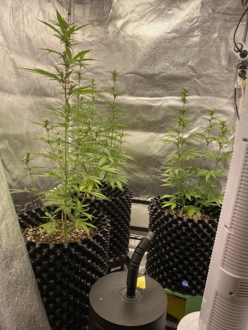 WurlzF1 / Wedding Glue / Gushers. Week 8 - 29.06.26