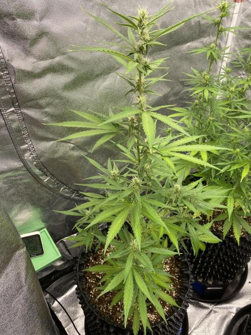 WurlzF1 / Wedding Glue / Gushers. Week 8 - 29.06.26
1/3 WZ