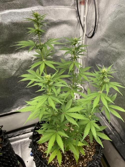 WurlzF1 / Wedding Glue / Gushers. Week 8 - 29.06.26
2/3 WG1
