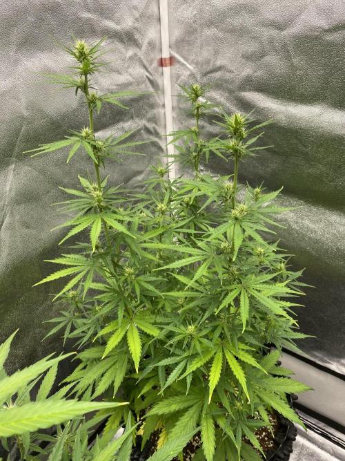 WurlzF1 / Wedding Glue / Gushers. Week 8 - 29.06.26
3/3 WG2