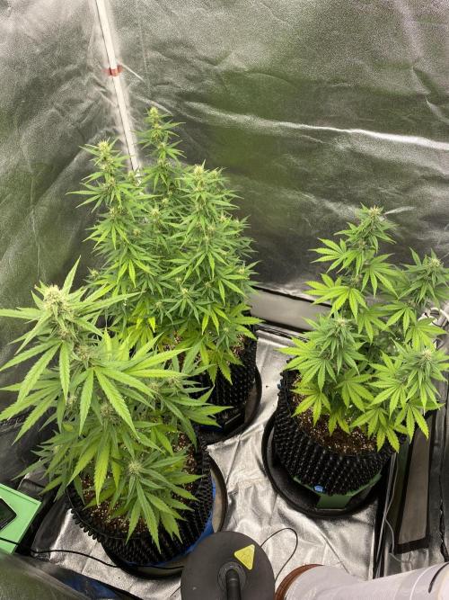 WurlzF1 / Wedding Glue / Gushers. Week 9 - 06.07.26