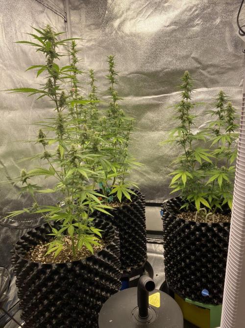 WurlzF1 / Wedding Glue / Gushers. Week 9 - 06.07.26