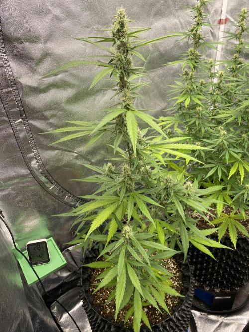 WurlzF1 / Wedding Glue / Gushers. Week 9 - 06.07.26
1/3 WZ