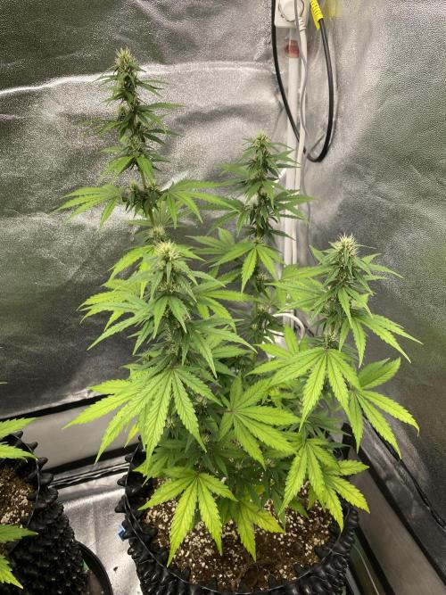 WurlzF1 / Wedding Glue / Gushers. Week 9 - 06.07.26
2/3 WG1