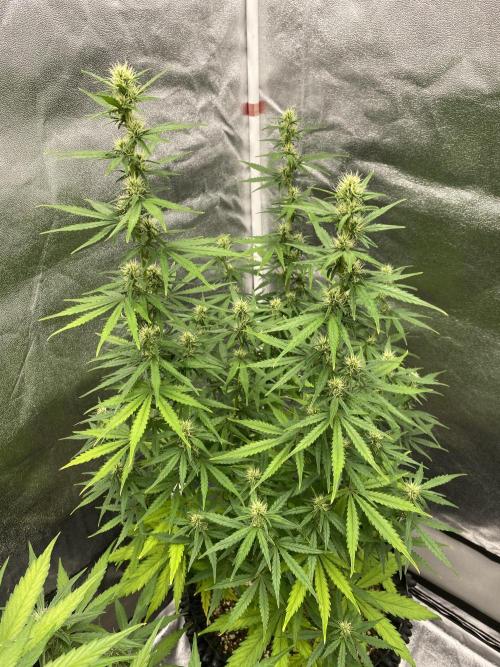 WurlzF1 / Wedding Glue / Gushers. Week 9 - 06.07.26
3/3 WG2