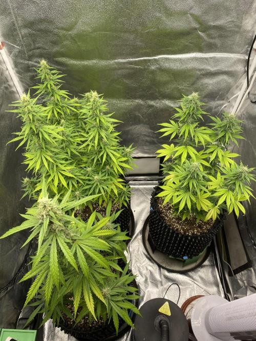 WurlzF1 / Wedding Glue / Gushers. Week 10 - 13.07.26