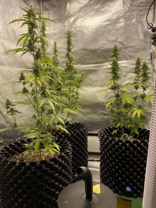 WurlzF1 / Wedding Glue / Gushers. Week 10 - 13.07.26
