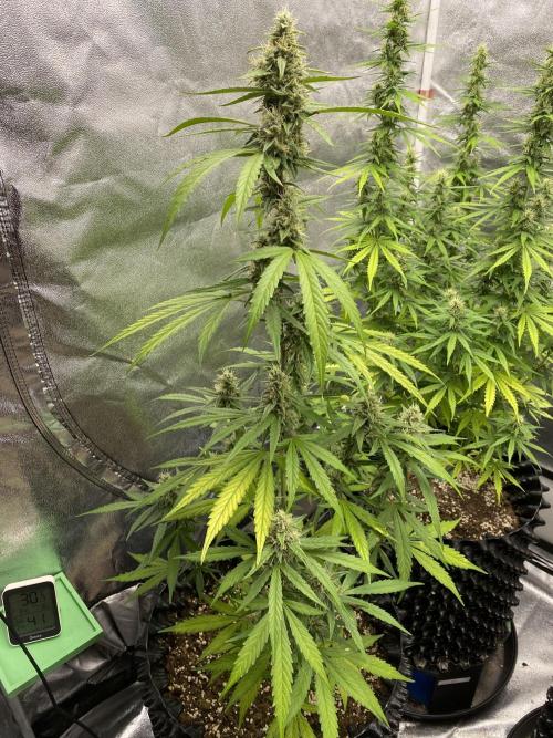 WurlzF1 / Wedding Glue / Gushers. Week 10 - 13.07.26
1/3 WZ
