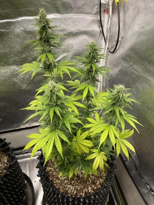 WurlzF1 / Wedding Glue / Gushers. Week 10 - 13.07.26
2/3 WG1