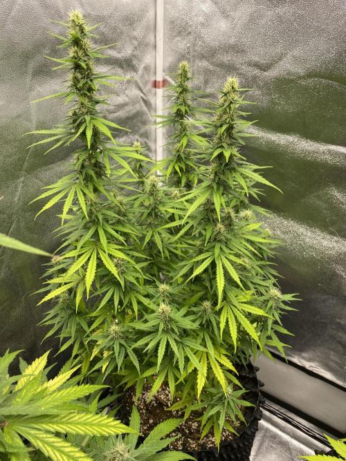WurlzF1 / Wedding Glue / Gushers. Week 10 - 13.07.26
WG2