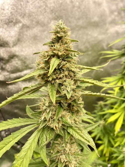 WurlzF1 / Wedding Glue / Gushers. Week 11 - 19.07.26
1/3 WZ