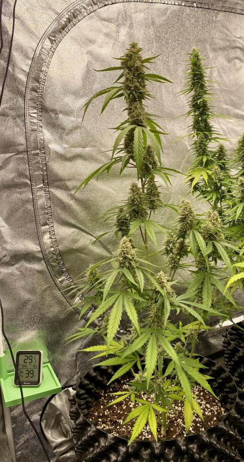 WurlzF1 / Wedding Glue / Gushers. Week 11 - 19.07.26
1/3 WZ