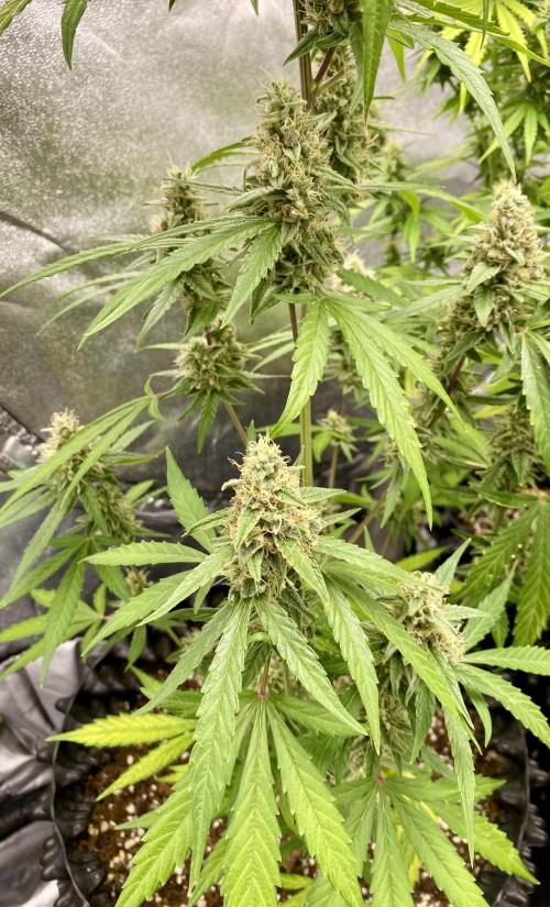 WurlzF1 / Wedding Glue / Gushers. Week 11 - 19.07.26
1/3 WZ