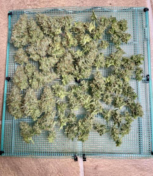 WurlzF1 / Wedding Glue / Gushers. Week 11 - 19.07.26
1/3 WZ