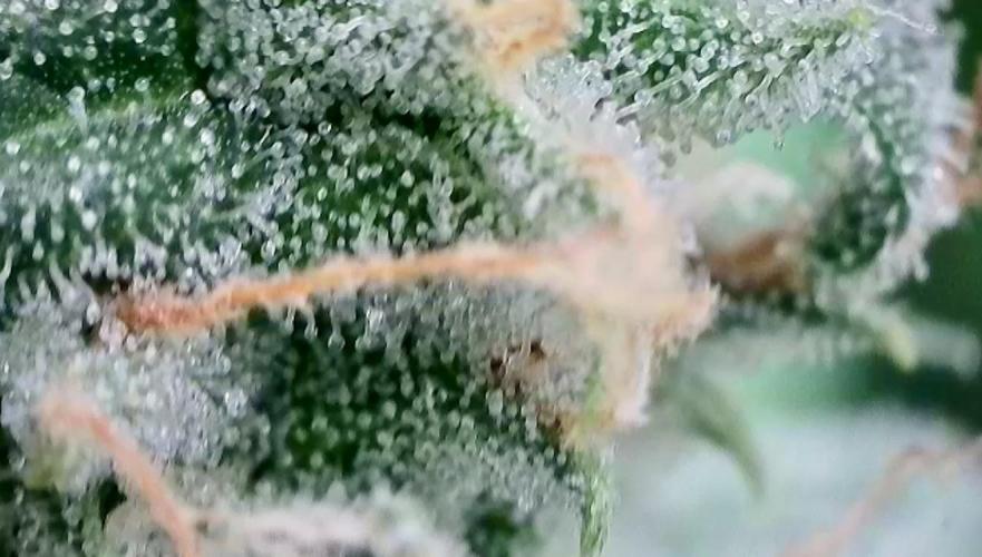 WurlzF1 / Wedding Glue / Gushers. Week 11 - 19.07.26
1/3 WZ