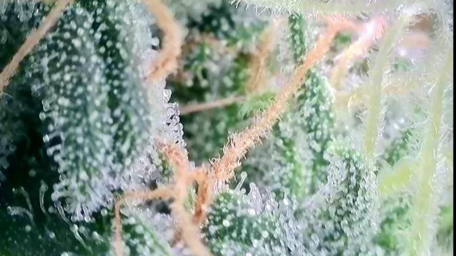 WurlzF1 / Wedding Glue / Gushers. Week 11 - 19.07.26
1/3 WZ