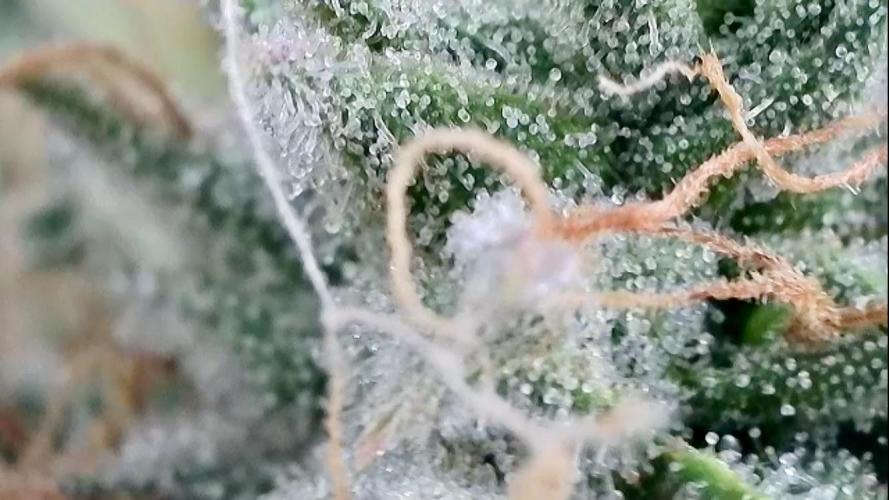 WurlzF1 / Wedding Glue / Gushers. Week 11 - 19.07.26
1/3 WZ