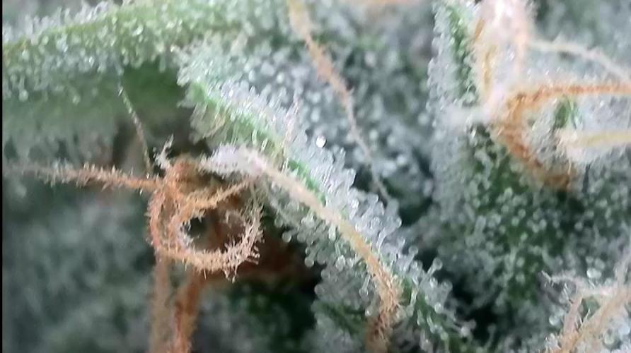 WurlzF1 / Wedding Glue / Gushers. Week 11 - 19.07.26
1/3 WZ