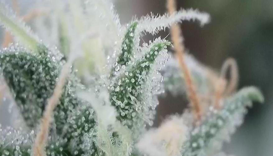 WurlzF1 / Wedding Glue / Gushers. Week 11 - 19.07.26
1/3 WZ