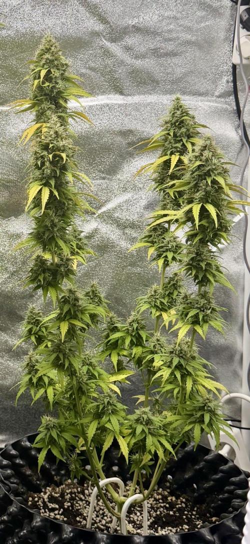 WurlzF1 / Wedding Glue / Gushers. Week 12 - 02.08.26
2/3 WG1