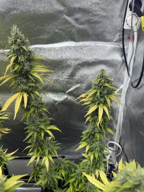 WurlzF1 / Wedding Glue / Gushers. Week 12 - 02.08.26
2/3 WG1