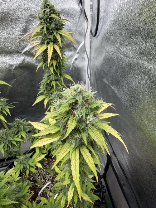 WurlzF1 / Wedding Glue / Gushers. Week 12 - 02.08.26
2/3 WG1
