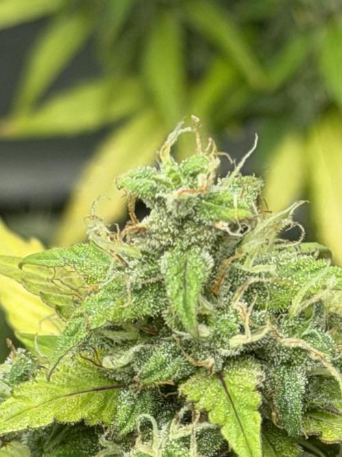 WurlzF1 / Wedding Glue / Gushers. Week 12 - 02.08.26
2/3 WG1