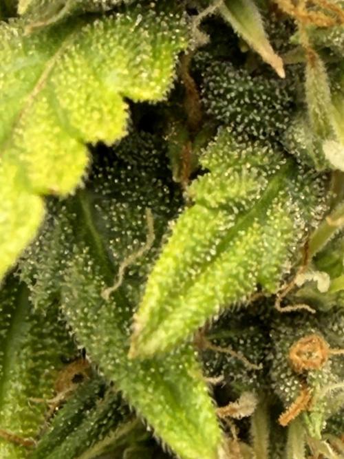 WurlzF1 / Wedding Glue / Gushers. Week 12 - 02.08.26
2/3 WG1
