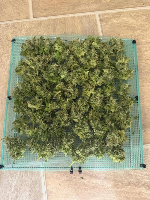 WurlzF1 / Wedding Glue / Gushers. Week 12 - 02.08.26
2/3 WG1